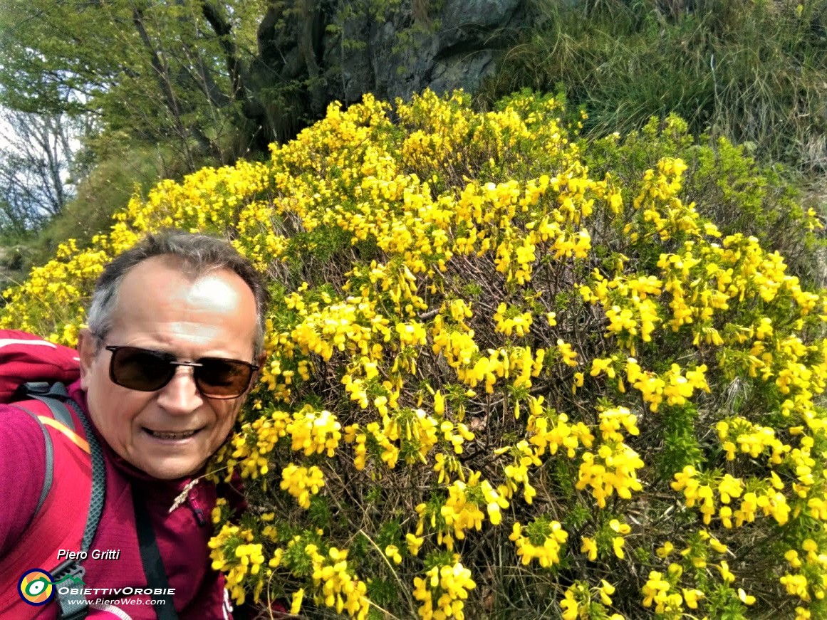 54 Mi immergo  sulla ginestra fiorita e profumata sul sentiero per la cima dello Zucco.jpg